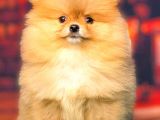 Orange Güzelli̇k Üst Klass Pomerani̇an Boo