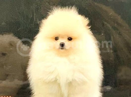 Muhtesem Kürke Sahi̇p  0 Burun Kalin Pati̇li̇ Pomerani̇an Boo