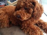 11 Aylik Egitimli Toy Poodle