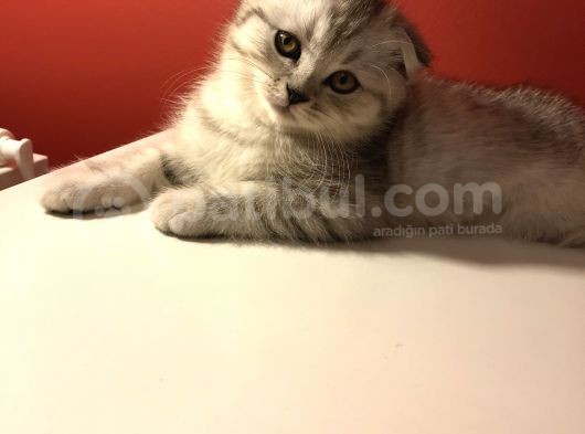 2 Aylık Sıcak Kanlı Scottish Fold Bebeklerim görsel