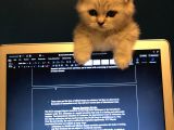 2 Aylık Sıcak Kanlı Scottish Fold Bebeklerim