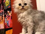 2 Aylık Sıcak Kanlı Scottish Fold Bebeklerim