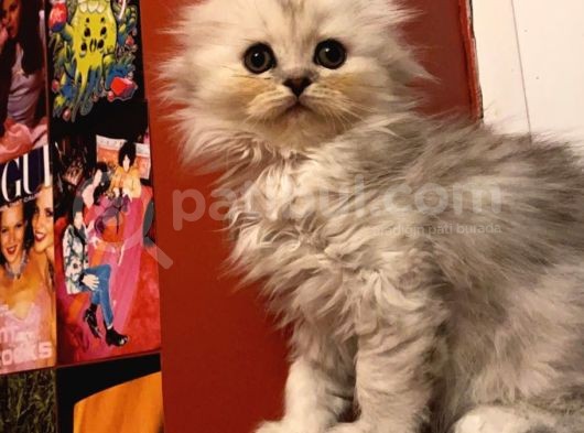2 Aylık Sıcak Kanlı Scottish Fold Bebeklerim görsel