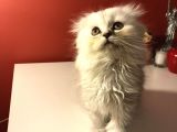 2 Aylık Sıcak Kanlı Scottish Fold Bebeklerim