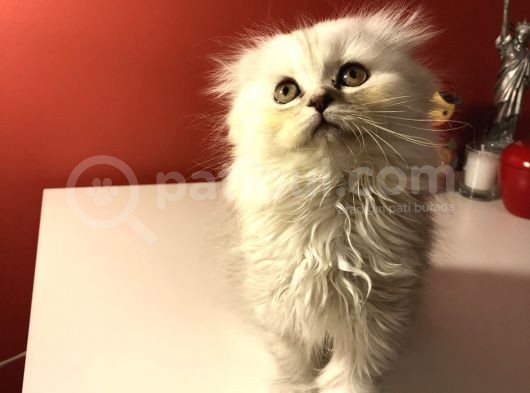 2 Aylık Sıcak Kanlı Scottish Fold Bebeklerim görsel