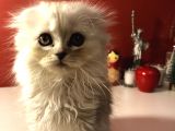 2 Aylık Sıcak Kanlı Scottish Fold Bebeklerim