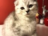 2 Aylık Sıcak Kanlı Scottish Fold Bebeklerim