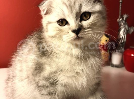 2 Aylık Sıcak Kanlı Scottish Fold Bebeklerim