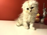2 Aylık Sıcak Kanlı Scottish Fold Bebeklerim
