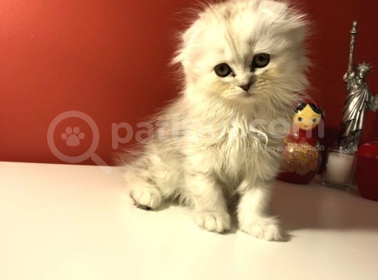 2 Aylık Sıcak Kanlı Scottish Fold Bebeklerim görsel