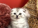 2 Aylık Sıcak Kanlı Scottish Fold Bebeklerim