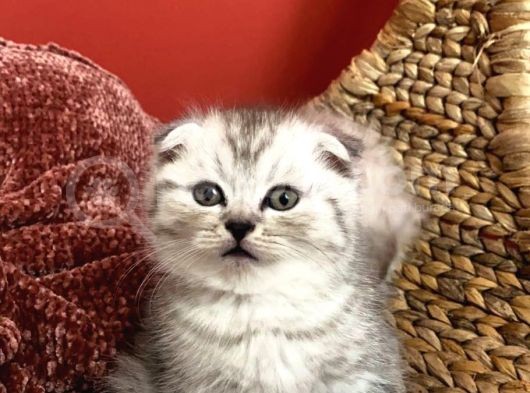 2 Aylık Sıcak Kanlı Scottish Fold Bebeklerim görsel
