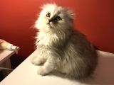 2 Aylık Sıcak Kanlı Scottish Fold Bebeklerim