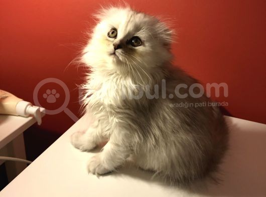 2 Aylık Sıcak Kanlı Scottish Fold Bebeklerim görsel
