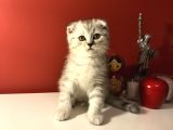2 Aylık Sıcak Kanlı Scottish Fold Bebeklerim