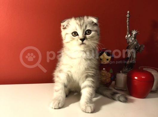 2 Aylık Sıcak Kanlı Scottish Fold Bebeklerim görsel