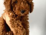 Toy Poodle