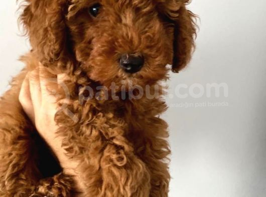 Toy Poodle görsel