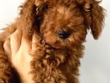Toy Poodle