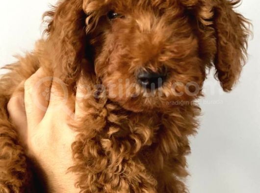 Toy Poodle görsel