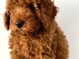 Toy Poodle