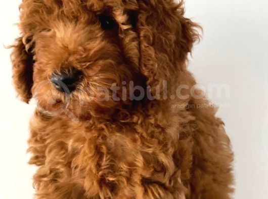 Toy Poodle görsel