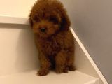Toy Poodle