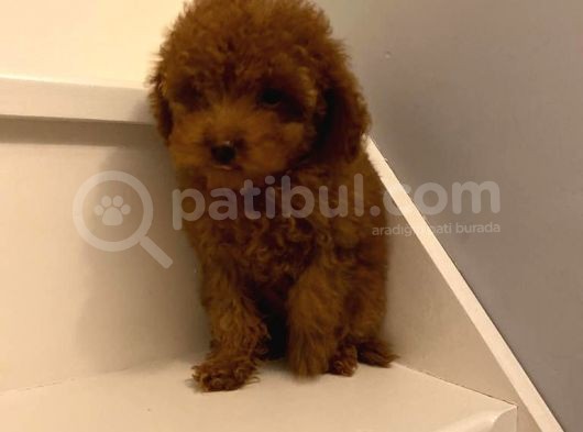 Toy Poodle görsel