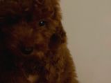 Toy Poodle