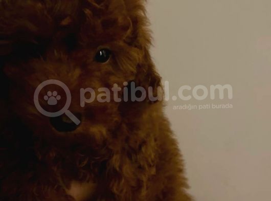 Toy Poodle görsel