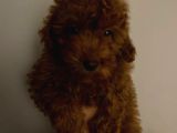 Toy Poodle
