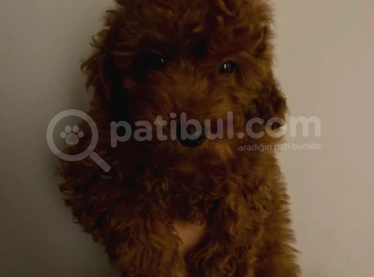 Toy Poodle görsel