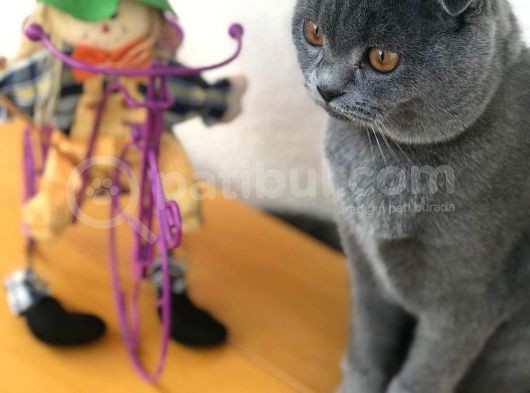 Oğlumuz Gelin Adayı Arıyoruz Uygun Dişileri Bekliyoruz görsel