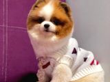 Pomerian