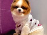 Pomerian