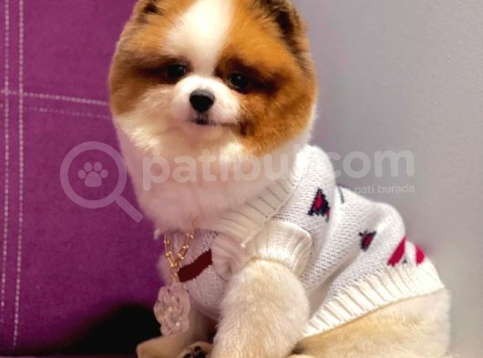 Pomerian görsel