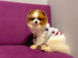 Pomerian