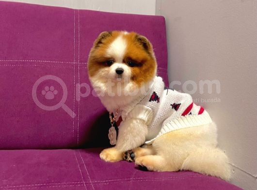 Pomerian görsel