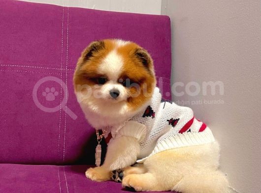 Pomerian görsel