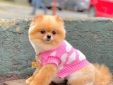 Pomerian