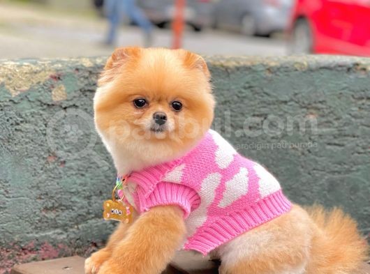 Pomerian görsel