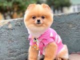 Pomerian