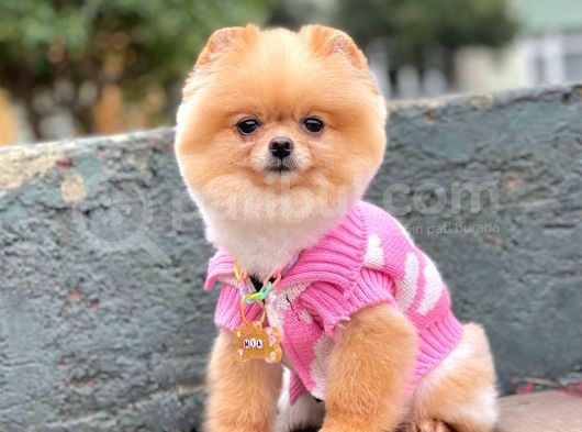 Pomerian görsel