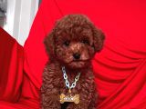 Toy Poodle