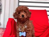 Toy Poodle