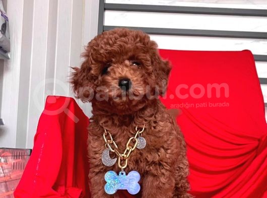 Toy Poodle