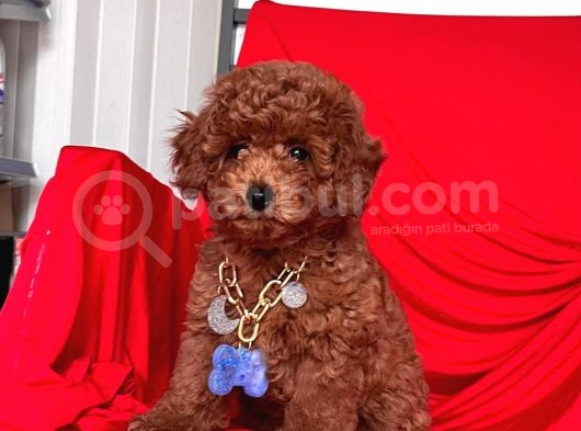 Toy Poodle görsel