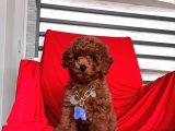 Toy Poodle