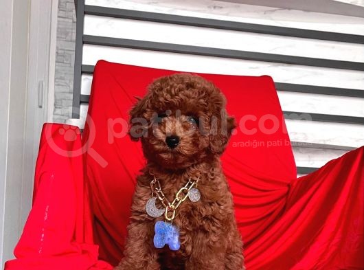 Toy Poodle görsel