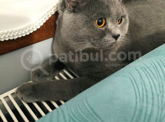 1 Yaşındaki Tecrübeli Yakışıklı Oğluma Eş Arıyoruz görsel